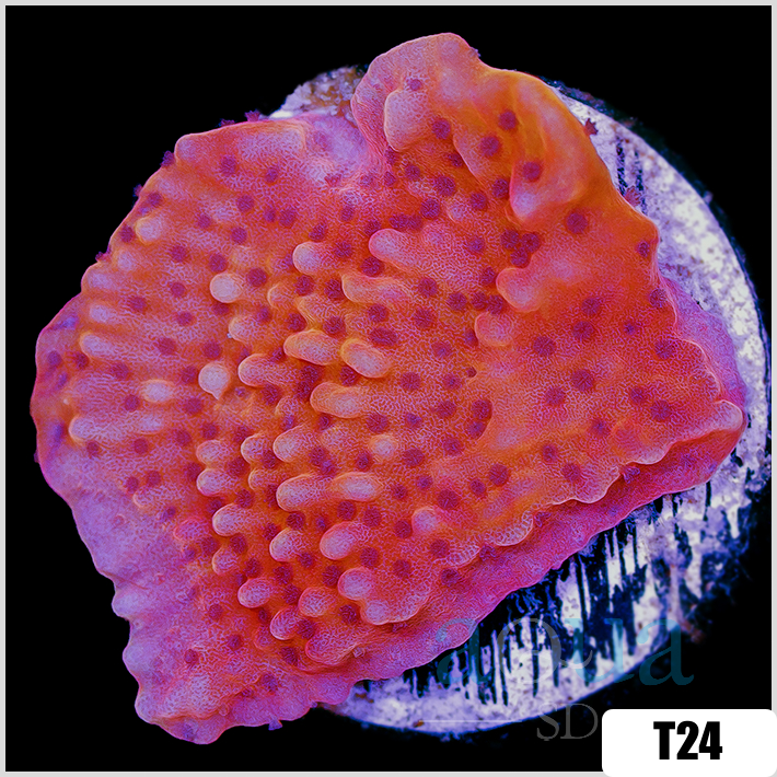 Orange Phoenix Montipora
