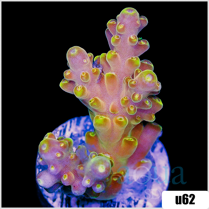 Bumblebee Tort Acropora