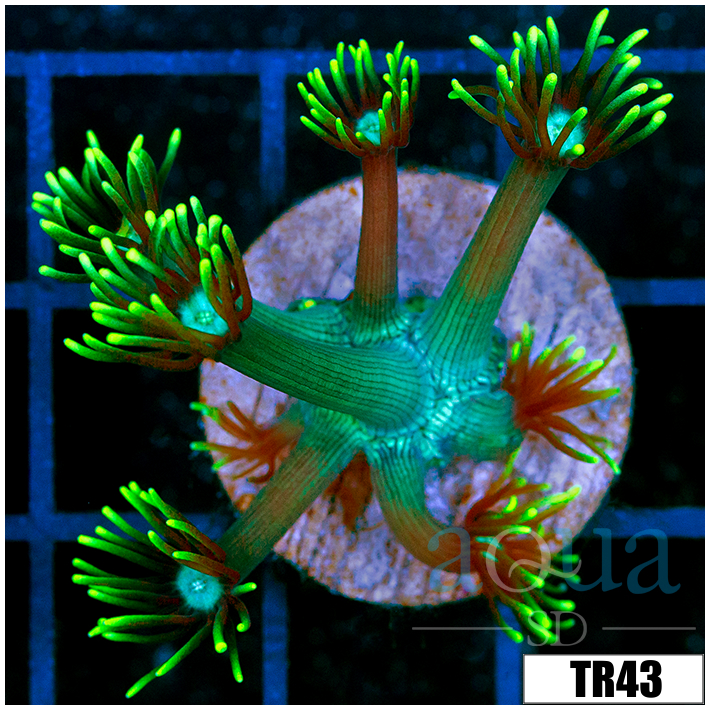 Neon Star Goniopora