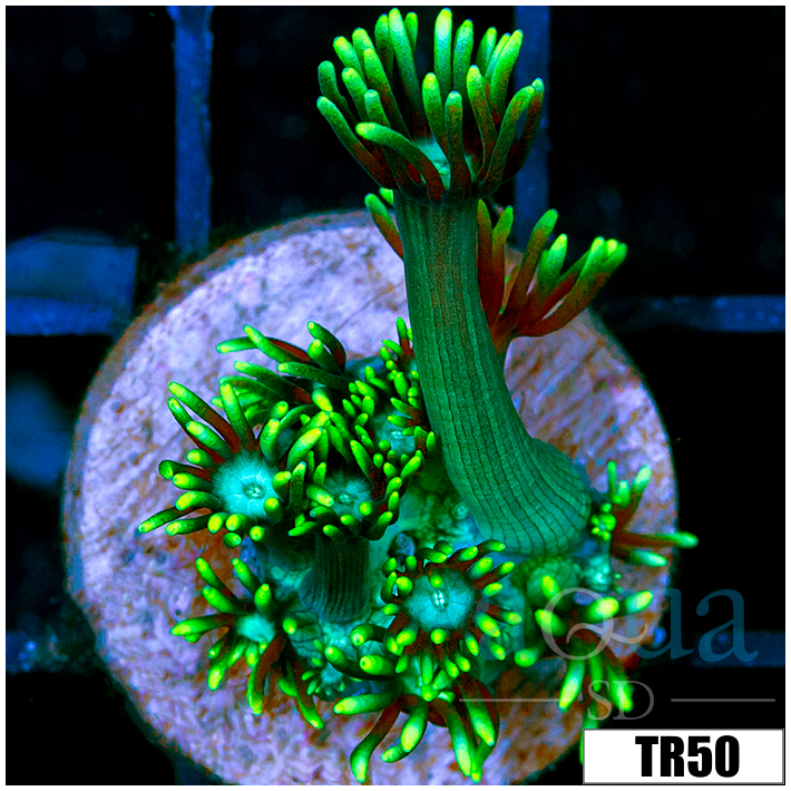 Neon Star Goniopora