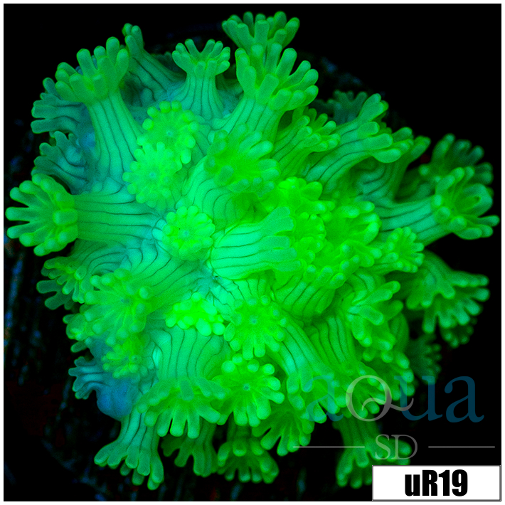 Green Petals Alveopora