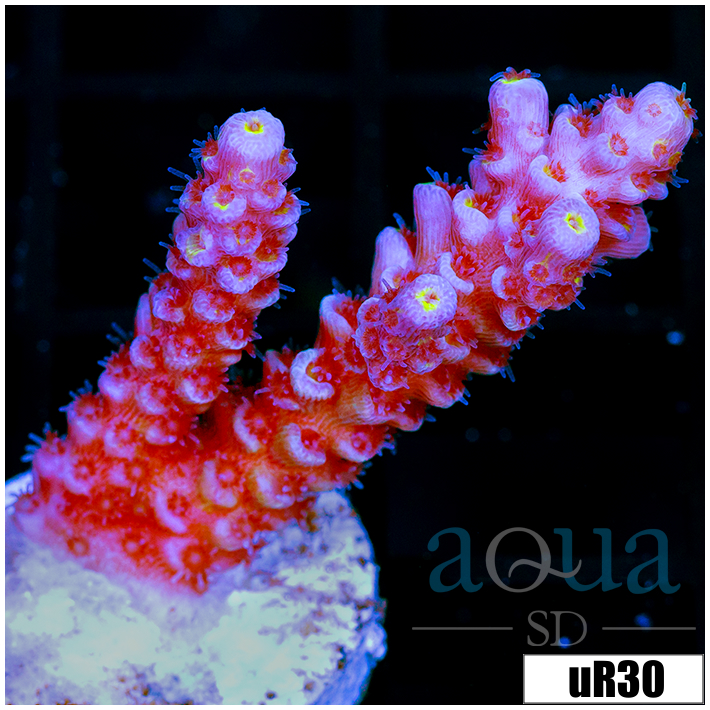 Golden Tips Tenuis
