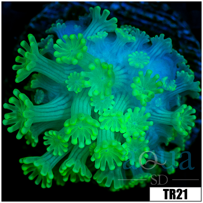 Green Petals Alveopora