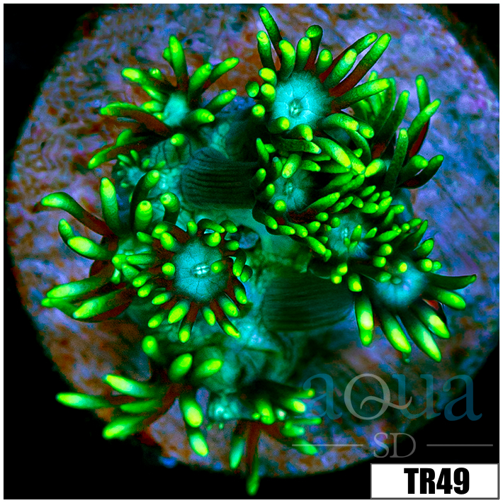 Neon Star Goniopora