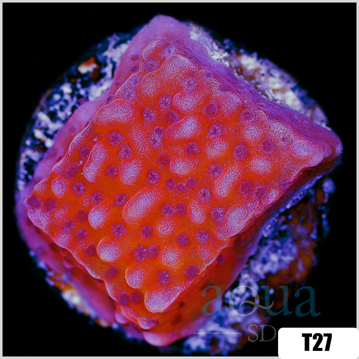 Orange Phoenix Montipora