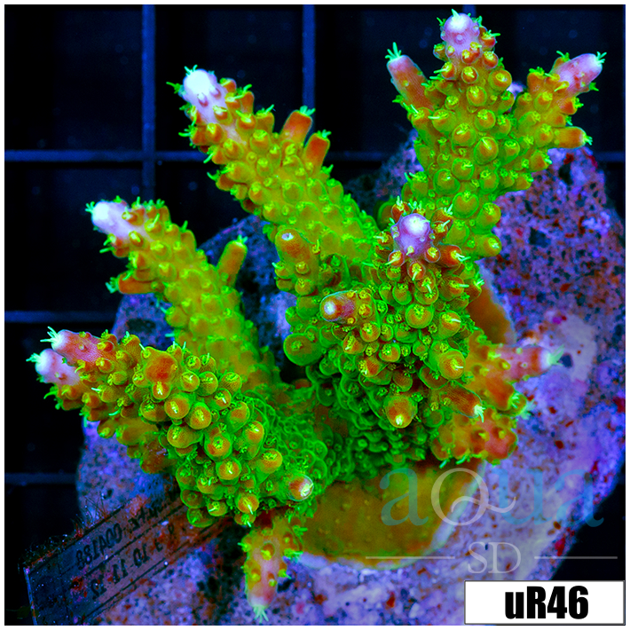 Paletta Pink Tips Acropora Colony