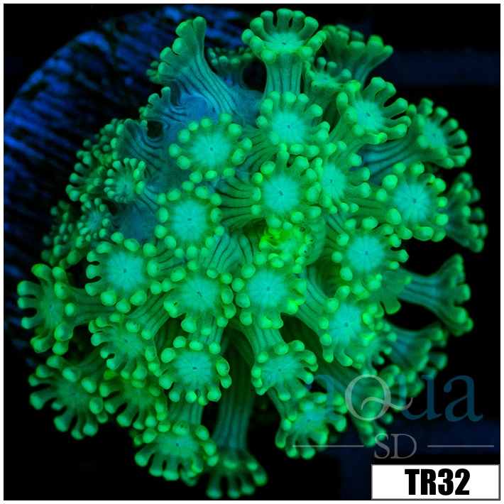 Green Petals Alveopora