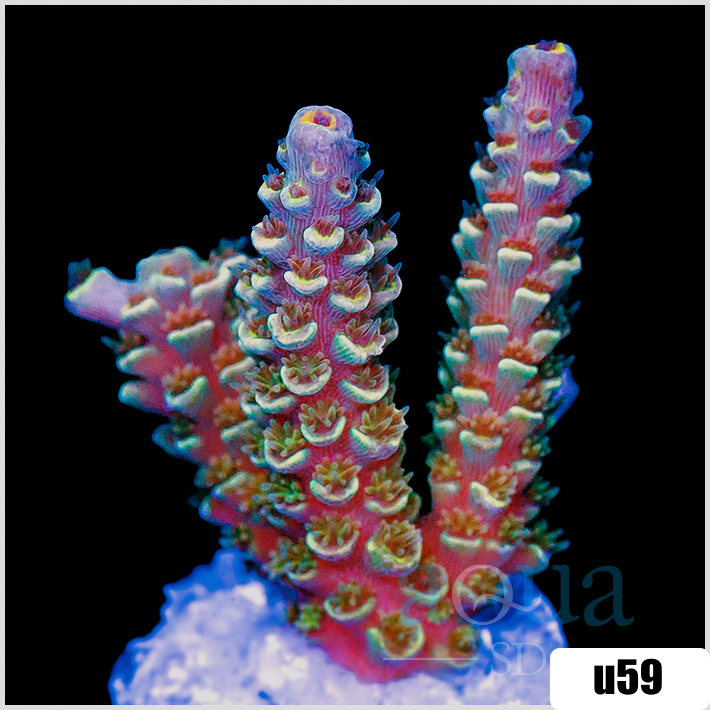 Rainbow Fusion Tenuis Acropora