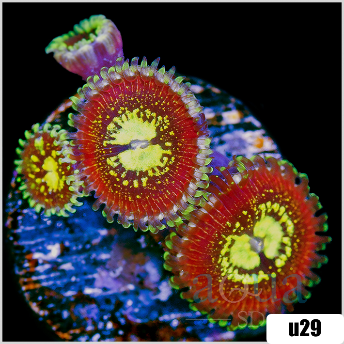 Magician Zoanthids