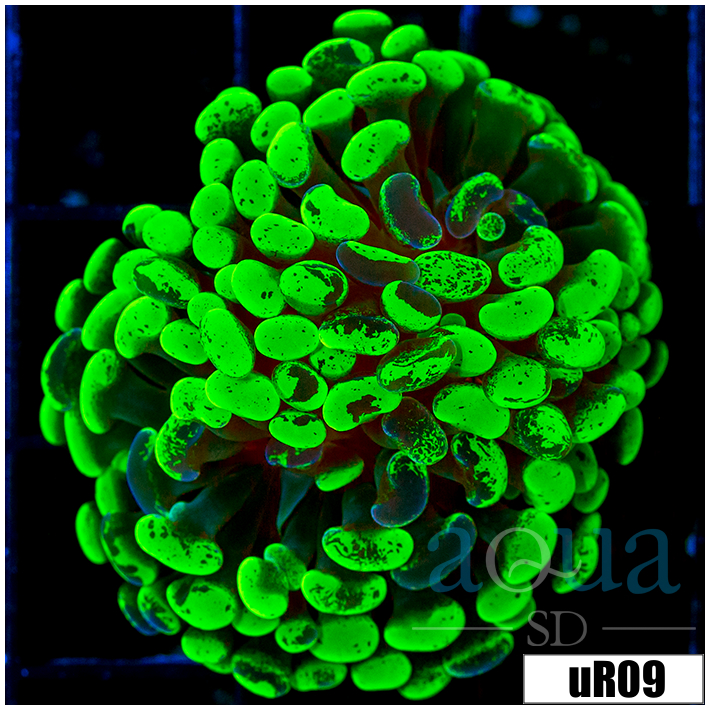 Indo Neon Splatter Hammer