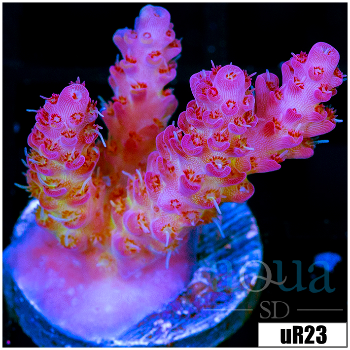 ORA Red Planet Acropora