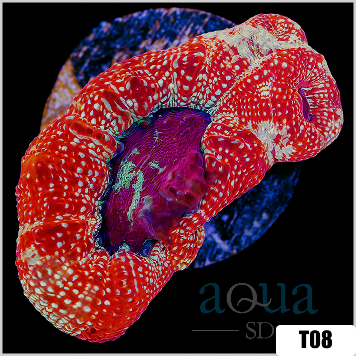 Sparkling Acan Bowerbanki