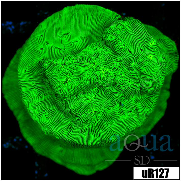 Labrynth Leptoseris