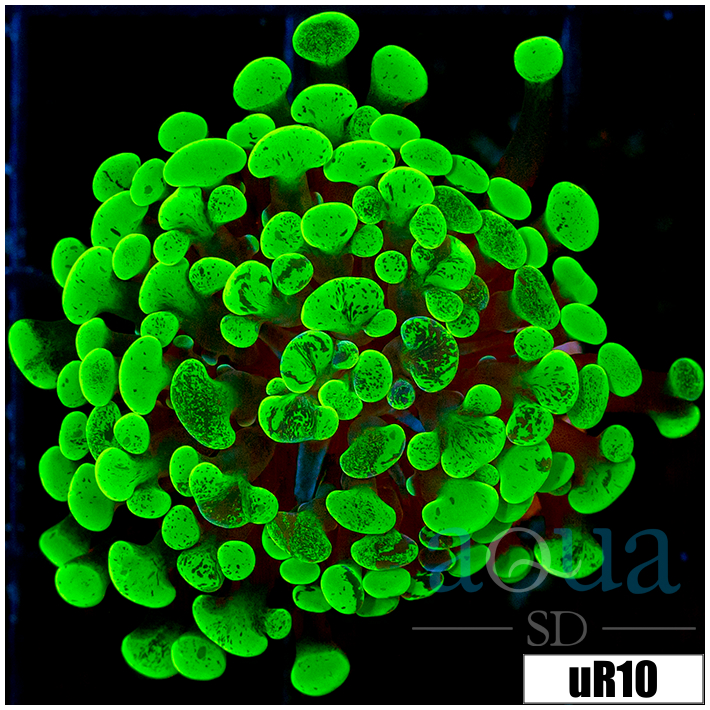 Indo Neon Splatter Hammer