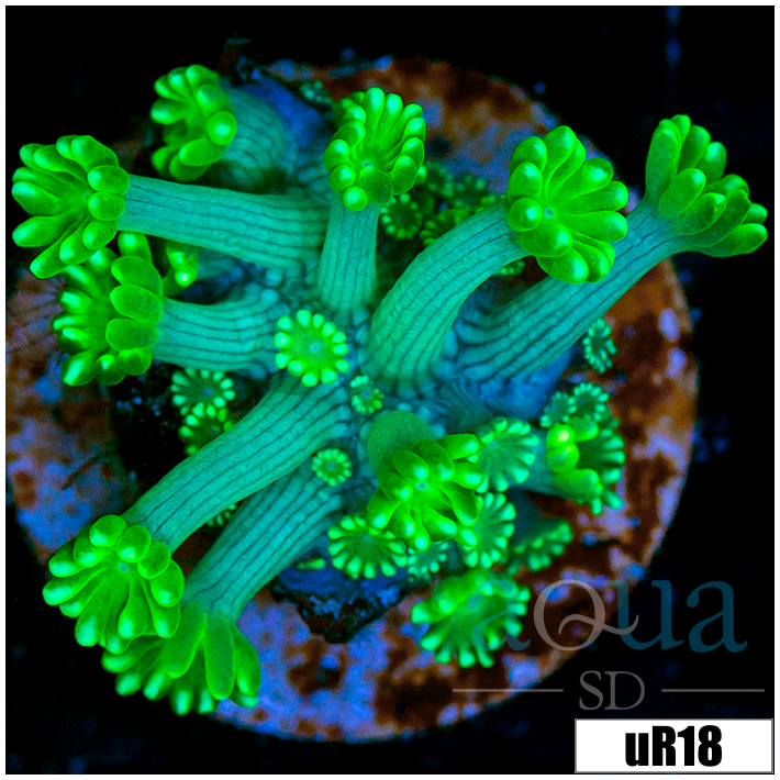 Green Petals Alveopora