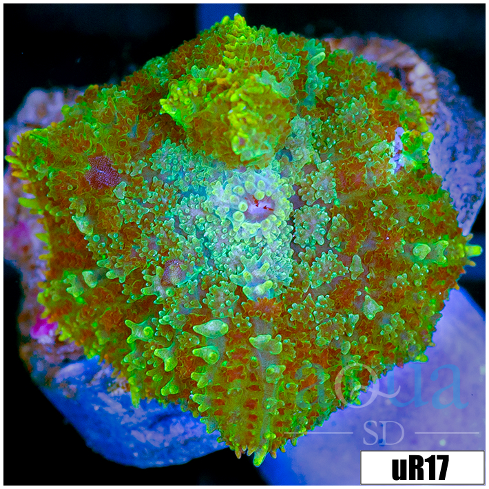 Green Rhodactis Mushroom
