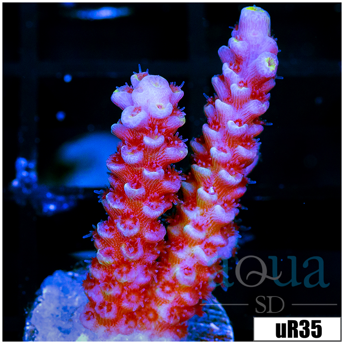 Golden Tips Tenuis