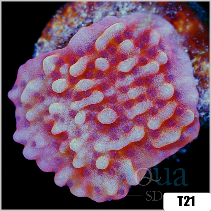 Orange Phoenix Montipora