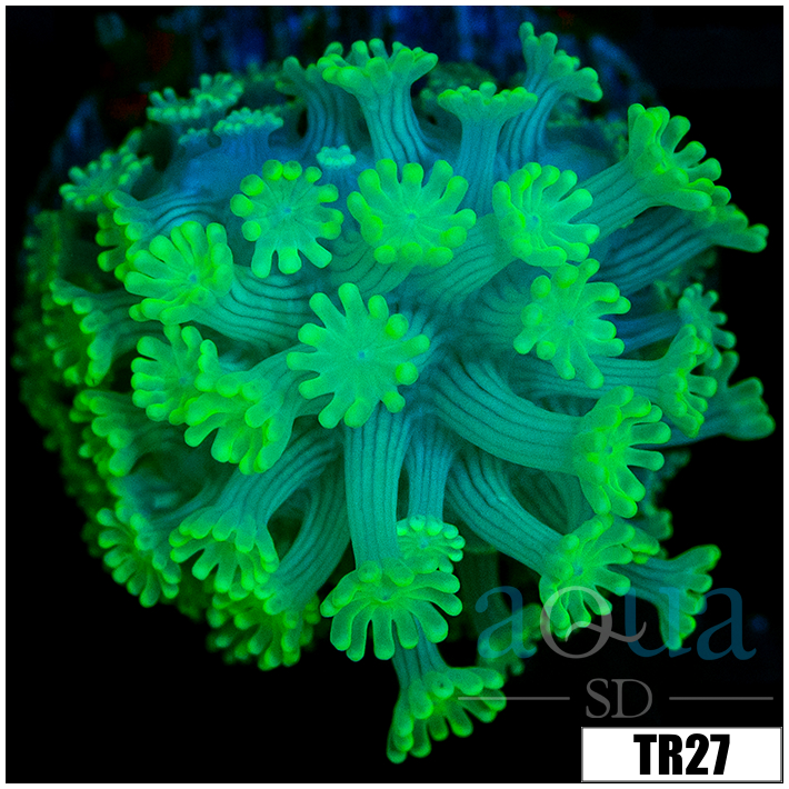Green Petals Alveopora