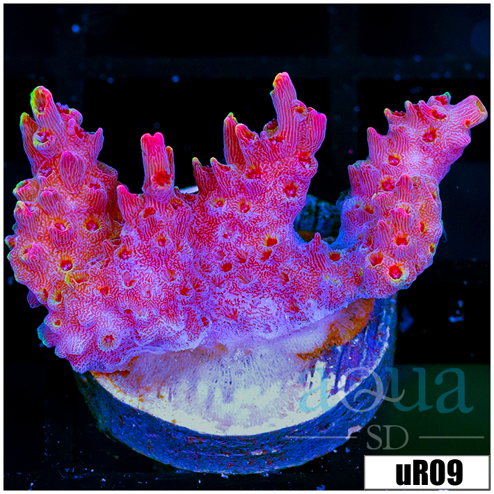 ORA Red Planet Acropora