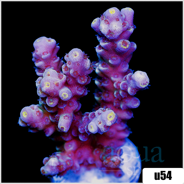 Rainbow Fusion Tenuis Acropora