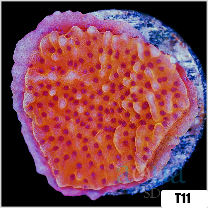 Orange Phoenix Montipora