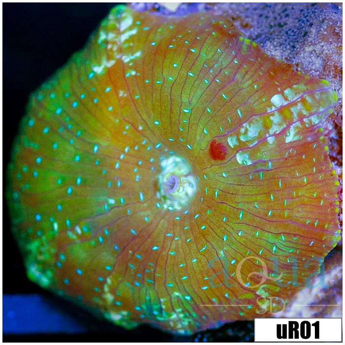 Teal Spotted Discosoma