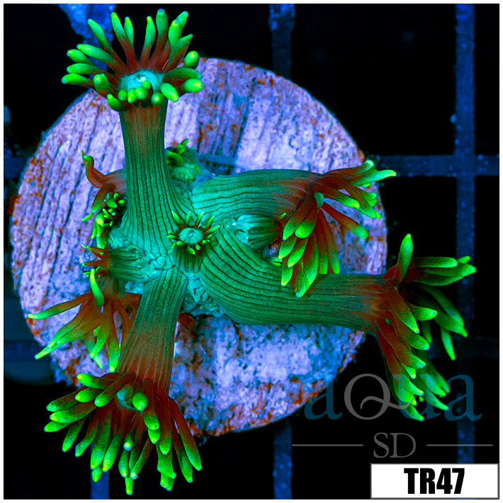Neon Star Goniopora