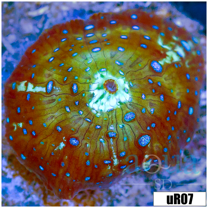 Teal Spotted Discosoma