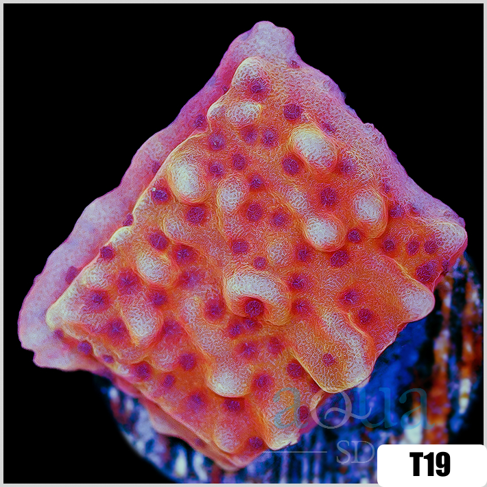 Orange Phoenix Montipora