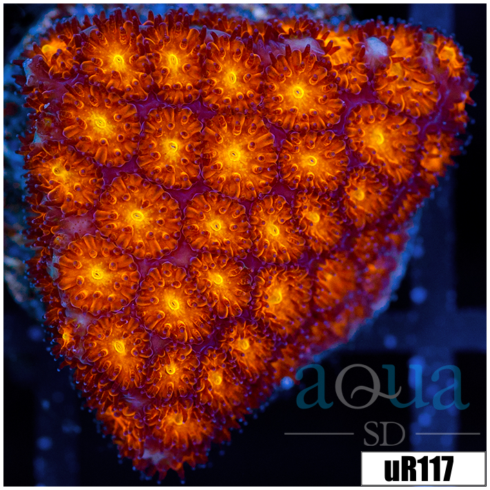 Orenji Eye Leptastrea