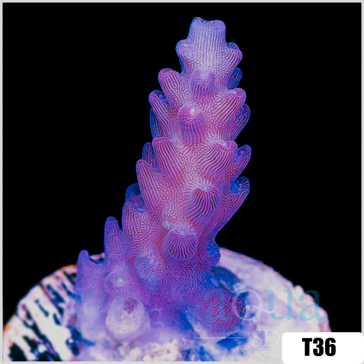 Grape Tenuis Acropora