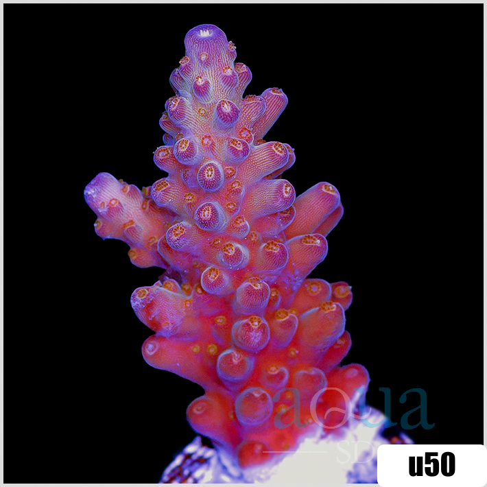 BC Bubblebath Unicorn Acropora