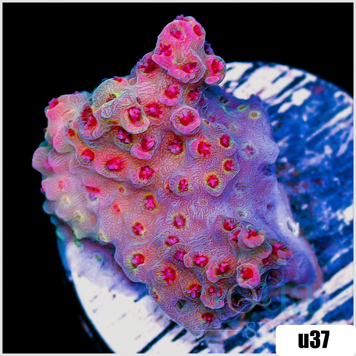 ORA Red Planet Acropora
