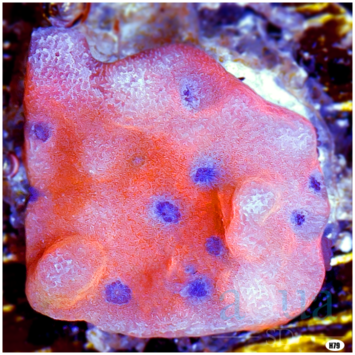 Orange Phoenix Montipora Multiples Available