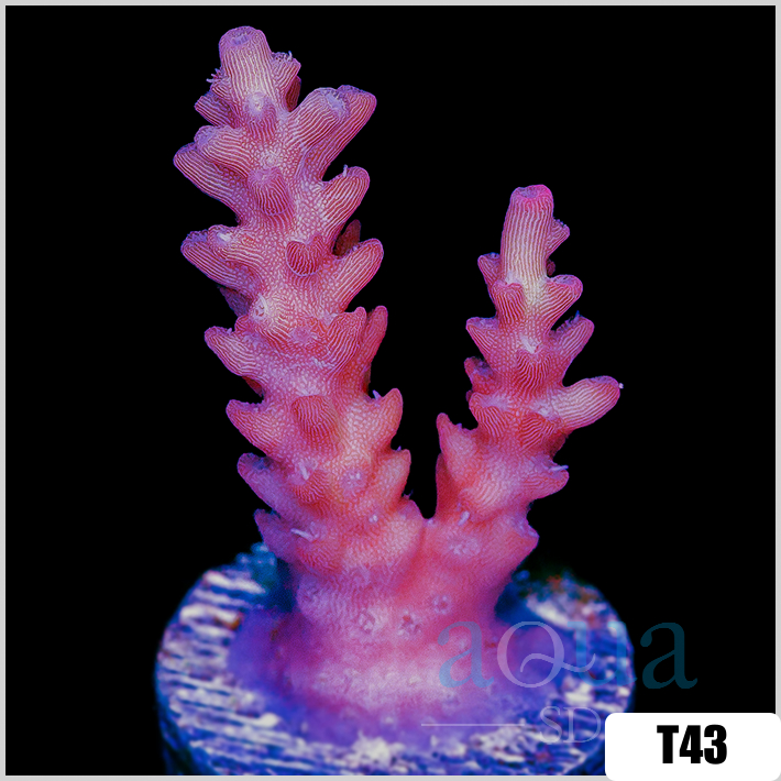 Strawberry Tort Acropora