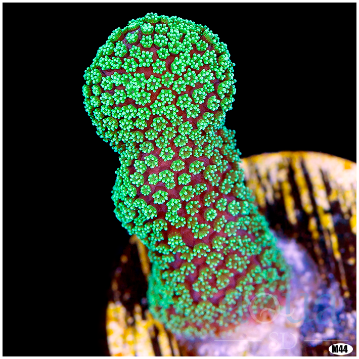 Nuclear Stylophora Multiples Available