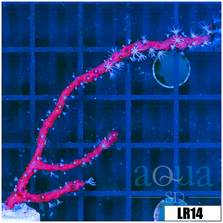 Branching Red Gorgonia