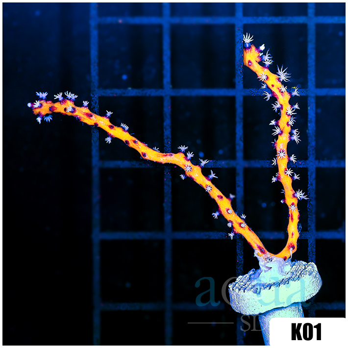 Yellow Branching Gorgonia