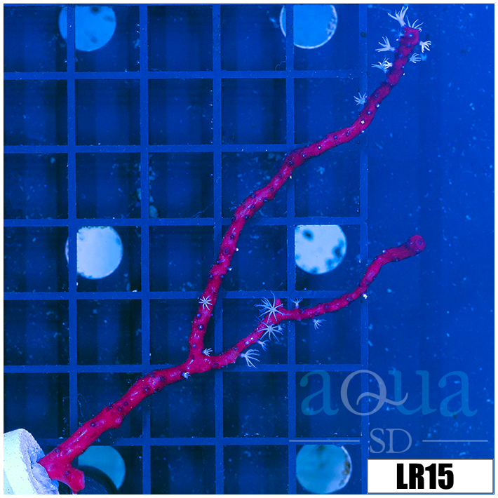 Branching Red Gorgonia