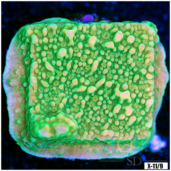 Green Montipora Multiples Available