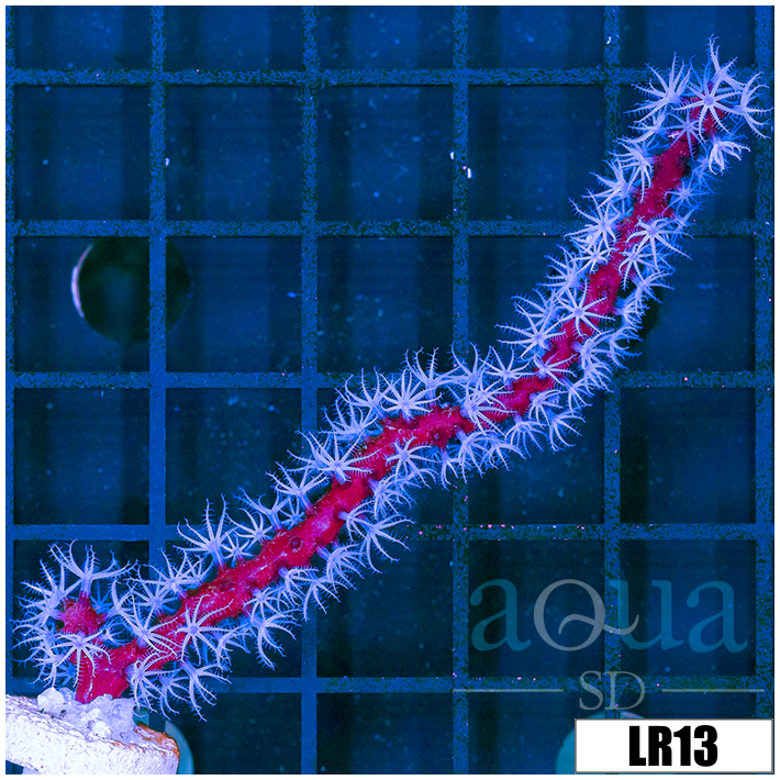 Red Branching Gorgonia