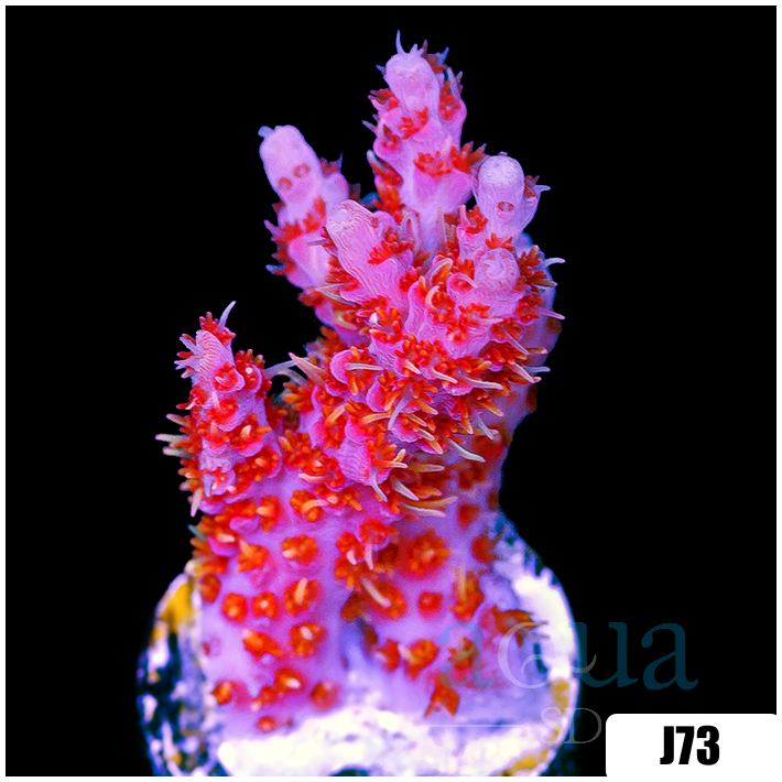 *CLEARANCE* ORA Red Planet Acropora