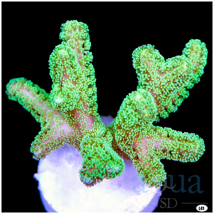Birdsnest Frag Multiples Available