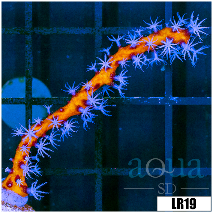 Yellow Branching Gorgonia