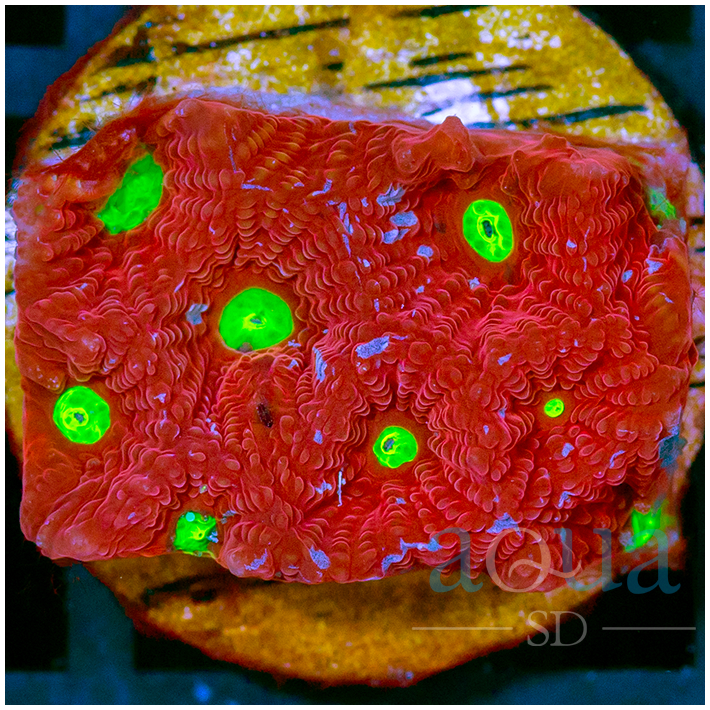 Grafted Superman War Coral Favia Multiples Available
