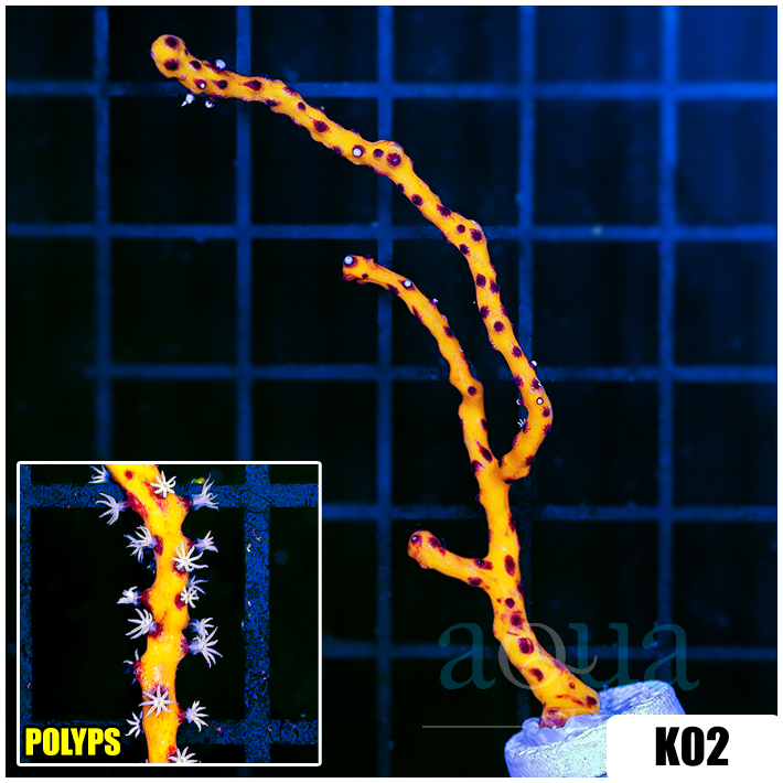 Yellow Branching Gorgonia