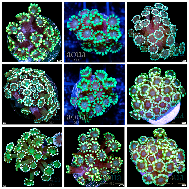 Neon Green Alveopora - Multiples Available