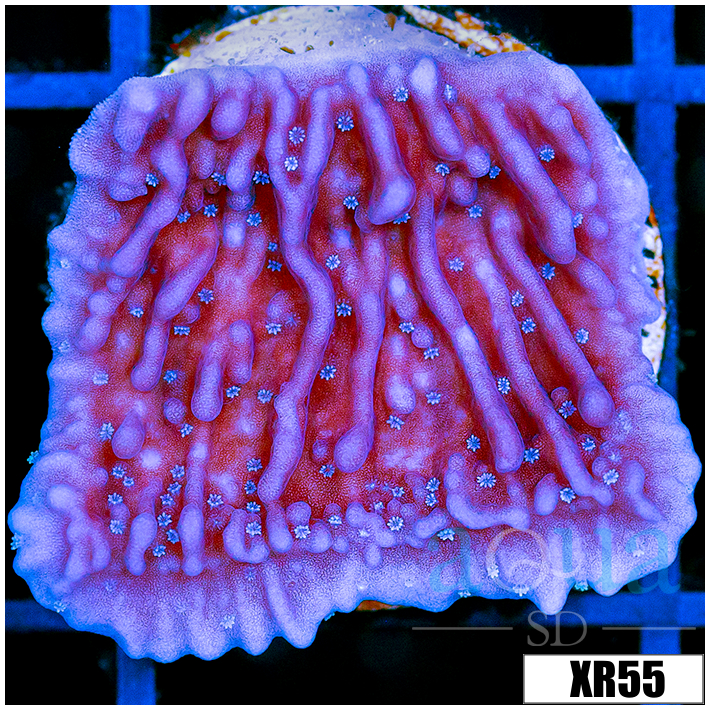 Purple Haze Montipora - 4052D2924
