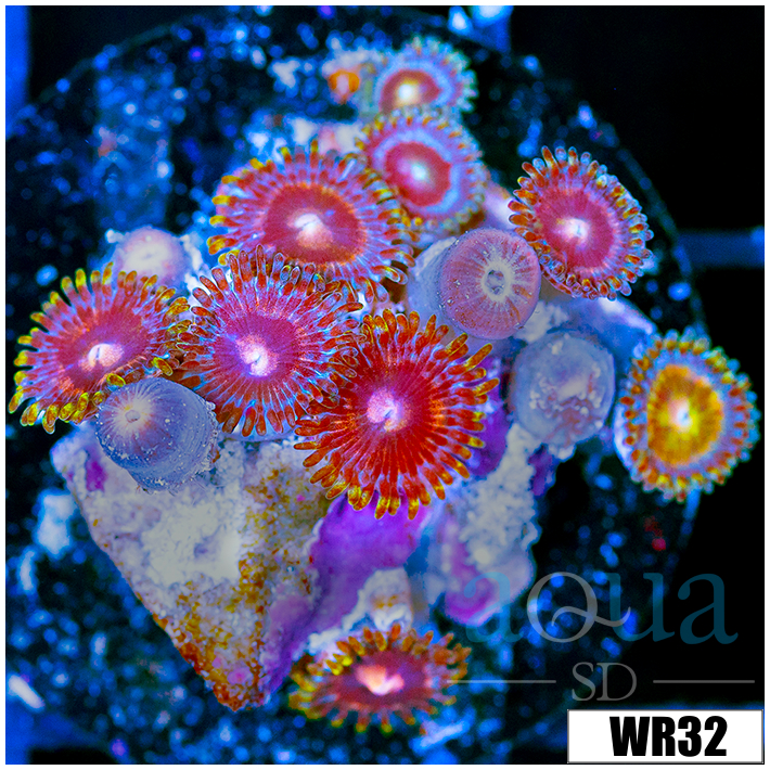 ASD Flaming Purple Zoanthids - 405F6E274